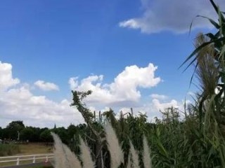 云鼎娱乐-崇明天气，一页翻过四季的乡土诗