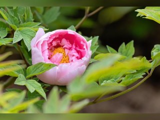 菏泽市天气预报15天，掌握牡丹之都的天气脉动