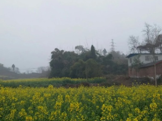 仁寿天气预报，晴雨之间，感受小城温度