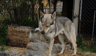 世界十大战斗力强的犬种,力量、忠诚与野性的完美结合 世界十大战斗力强的犬种,力量、忠诚与野性的完美结合