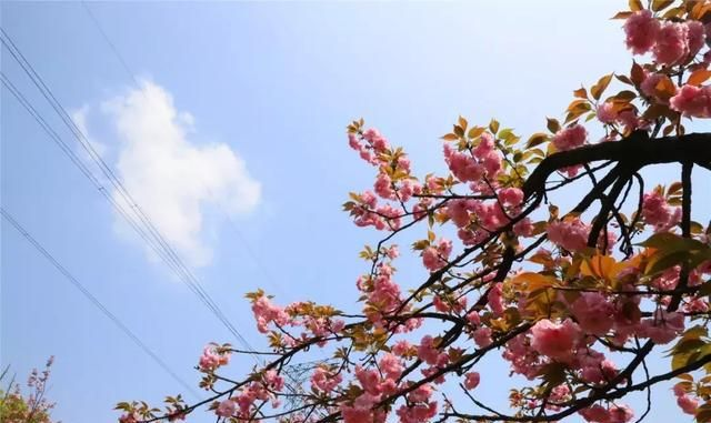 今日天气,阴晴交错间,春意渐浓 今日天气,阴晴交错间,春意渐浓